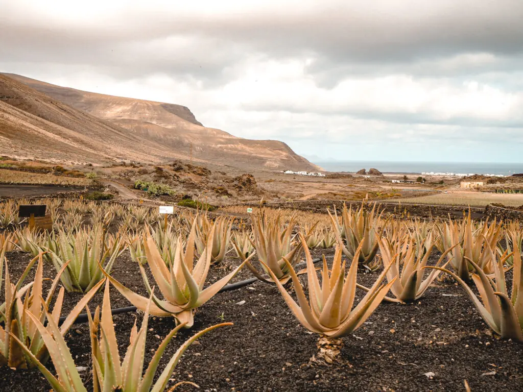 Aloe Vera Pflanzen