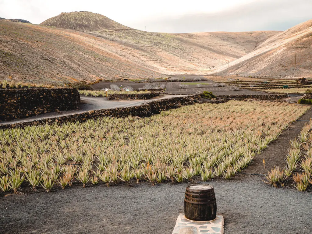 Aloe Vera Pflanzen auf der Lanzaloe Farm