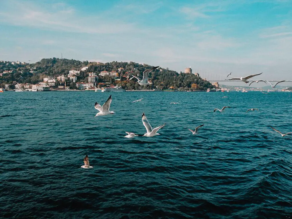 Blick auf den Bosporus mit Seemöwen