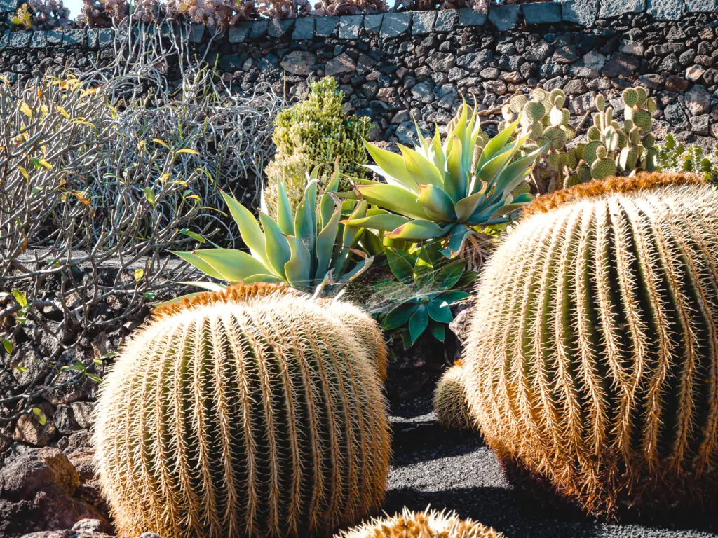 Kakteen im Jardin de Cactus