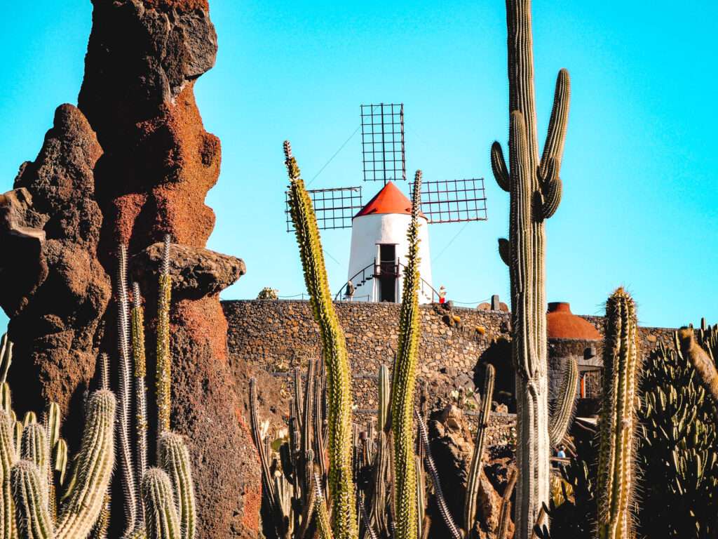 Windmühle im Jardin de Cactus