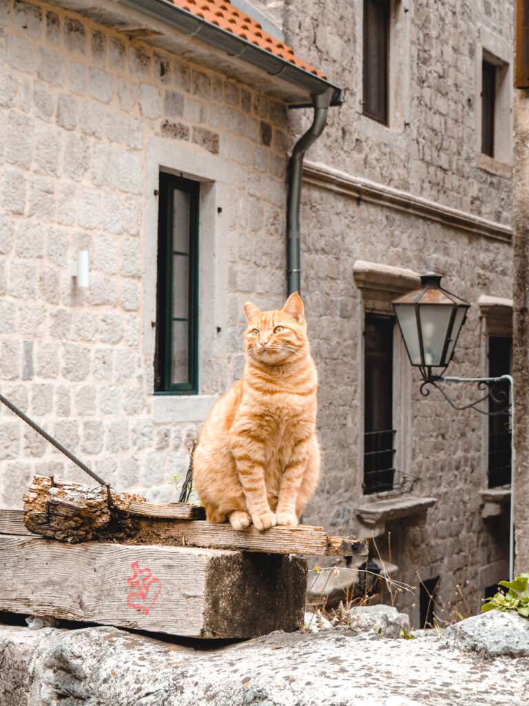 Katze in der Altstadt von Kotor