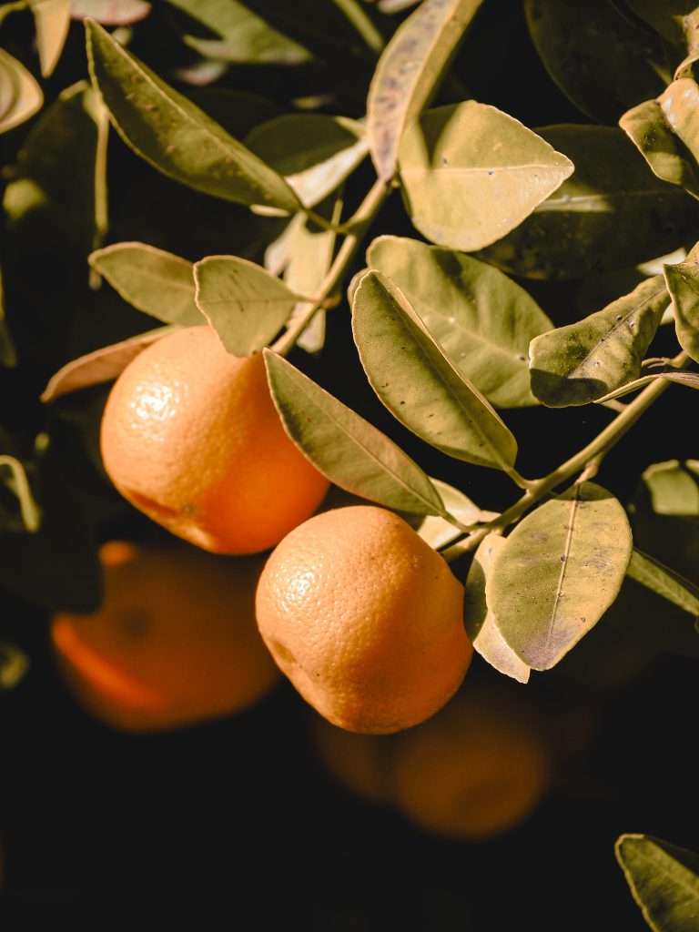 Orangen Sizilien Palermo