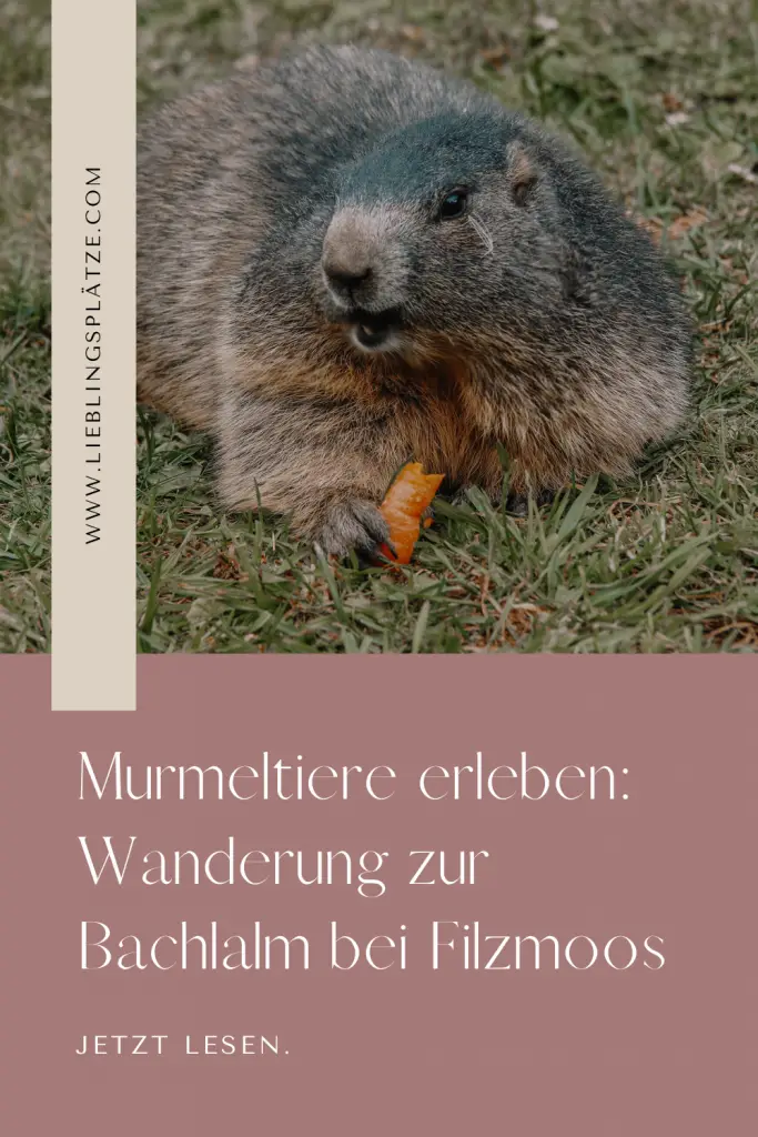 Murmeltiere erleben auf der Bachlalm