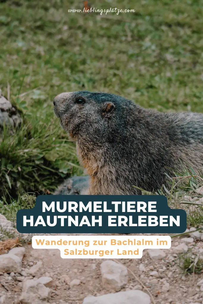 Murmeltiere hautnah erleben - Wanderung zur Bachlalm