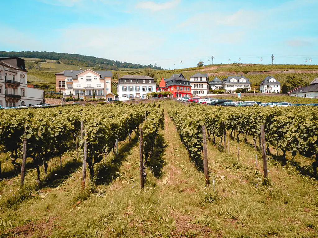 Weingarten in der Brömserburg