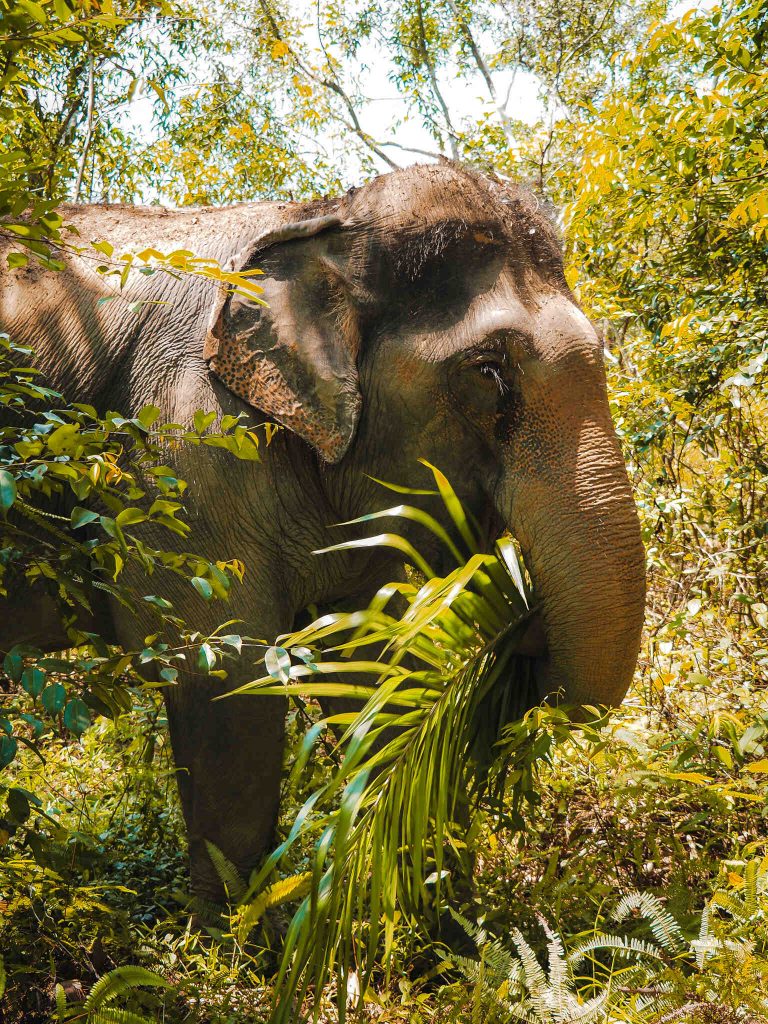 The Lake Phuket Elephant Home Ethical Sanctuary
