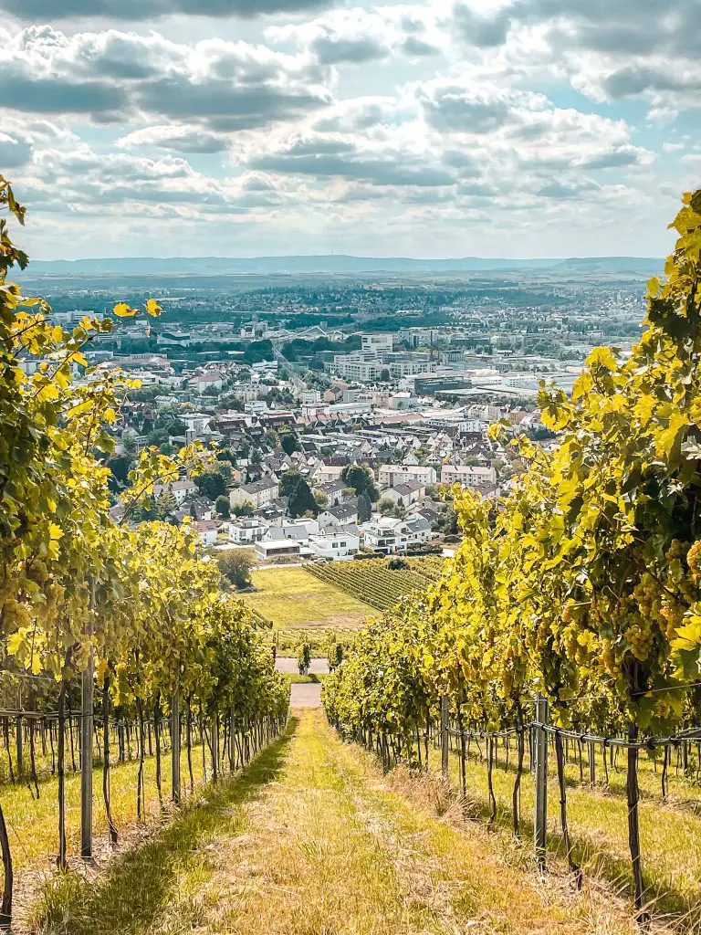 Wein Panorama Weg Heilbronn