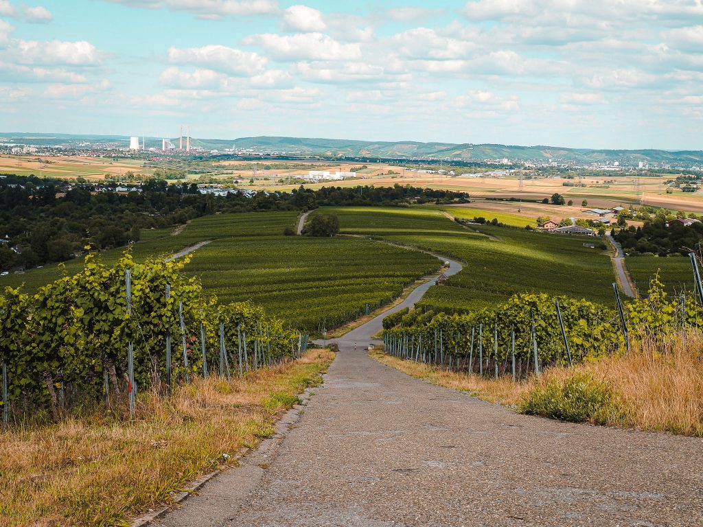 Philosophensteige Heuchelberg Aussicht