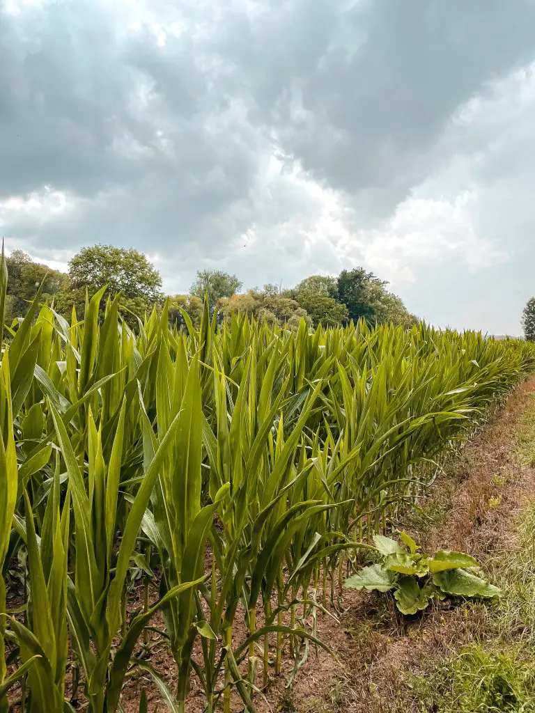 bad friedrichshall wanderung