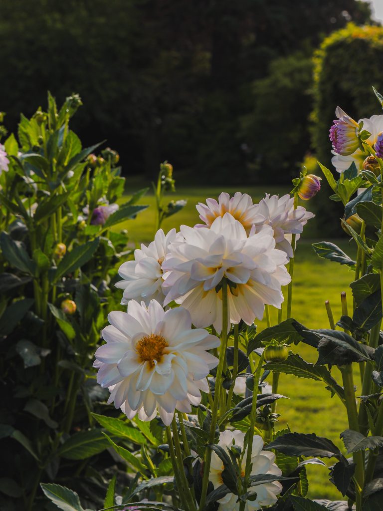 Botanische Garten Karlsruhe