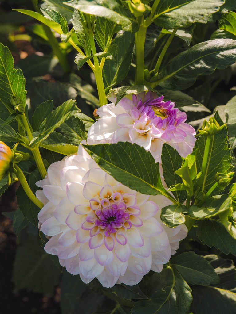 Karlsruhe Botanischer Garten
