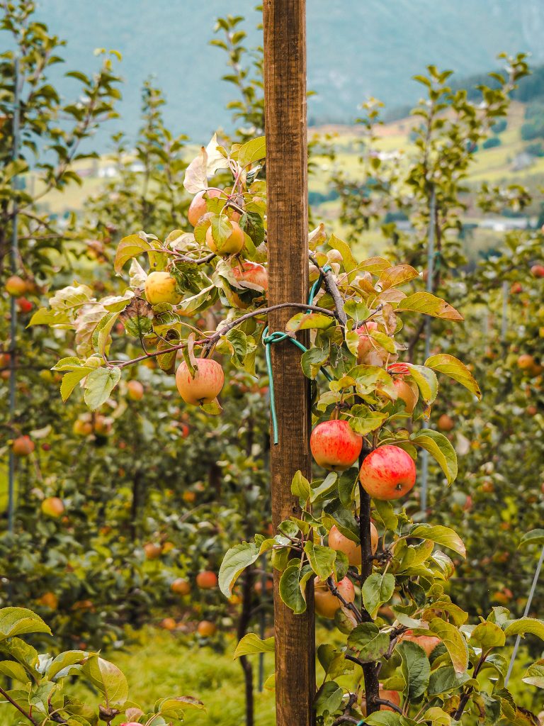 Apfelplantagen entlang der Siderruta Ulvik