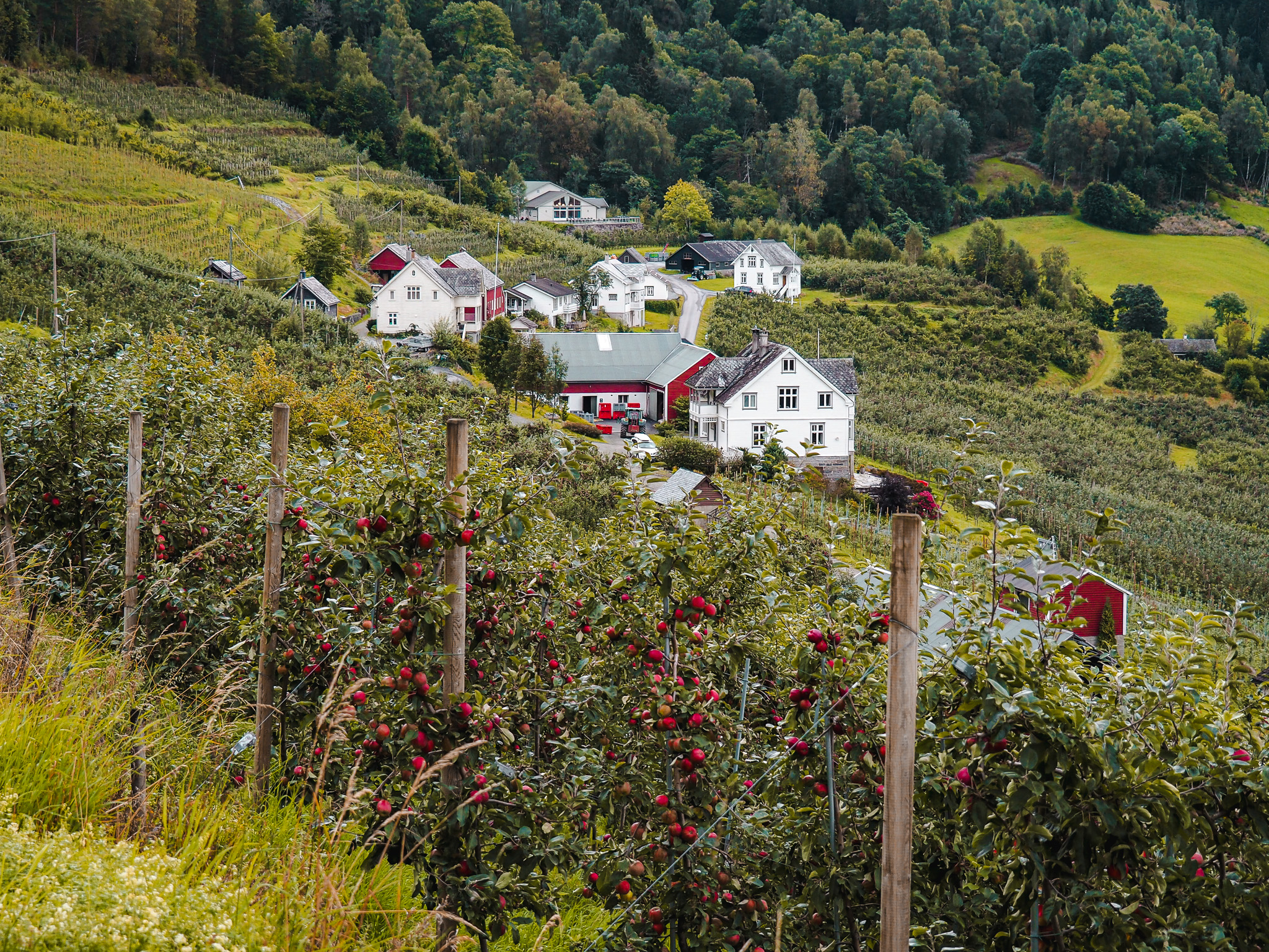 Ulvik Hardanger Siderruta