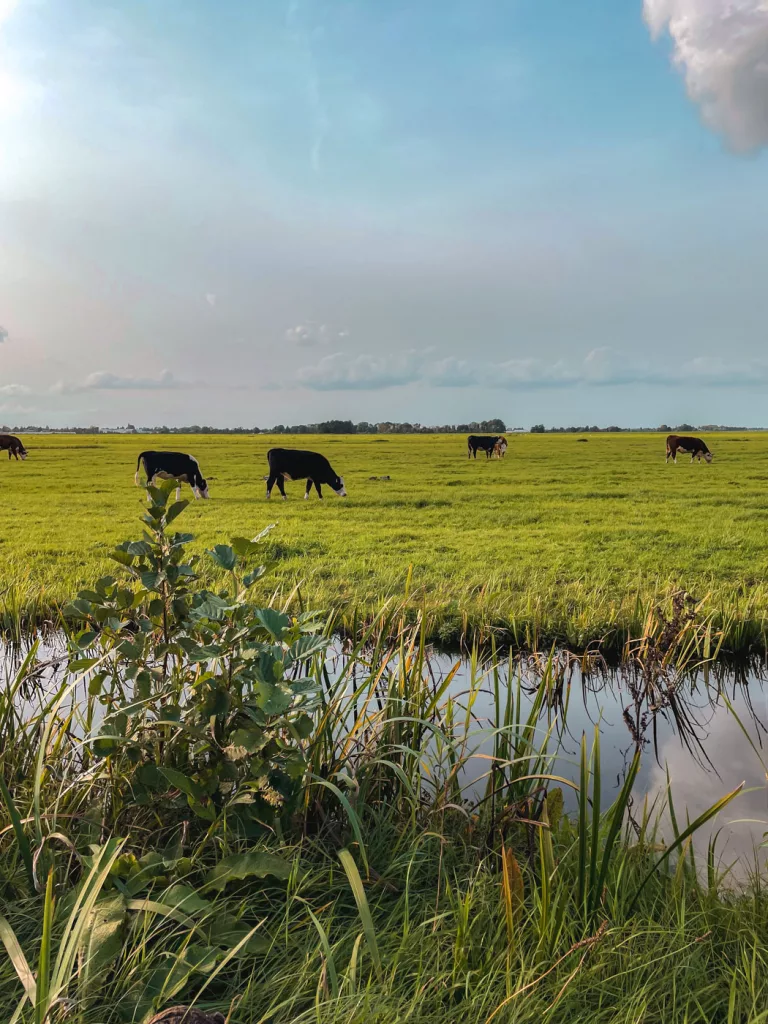 südholland fahrrad fahren
