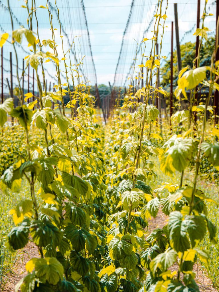 Hopfen-Runde in der Nähe von Abensberg