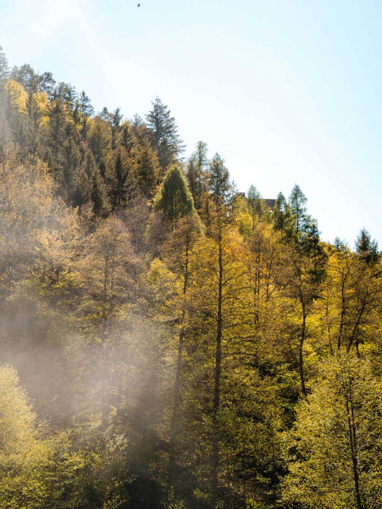 kuckucksbähnle ausflugsziel pfälzer wald