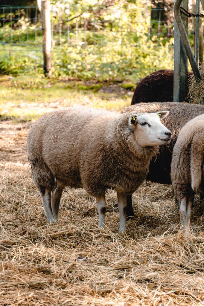 Nederlands Openluchtmuseum Schafe