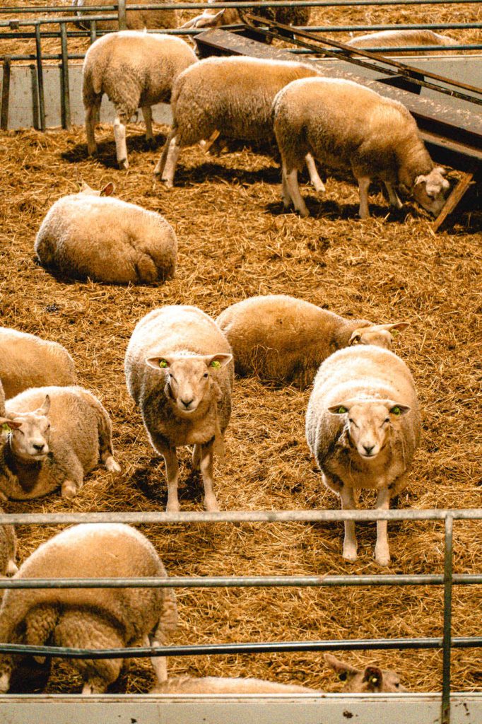 Schafstall Kaasboerderij Wezenspyk auf Texel