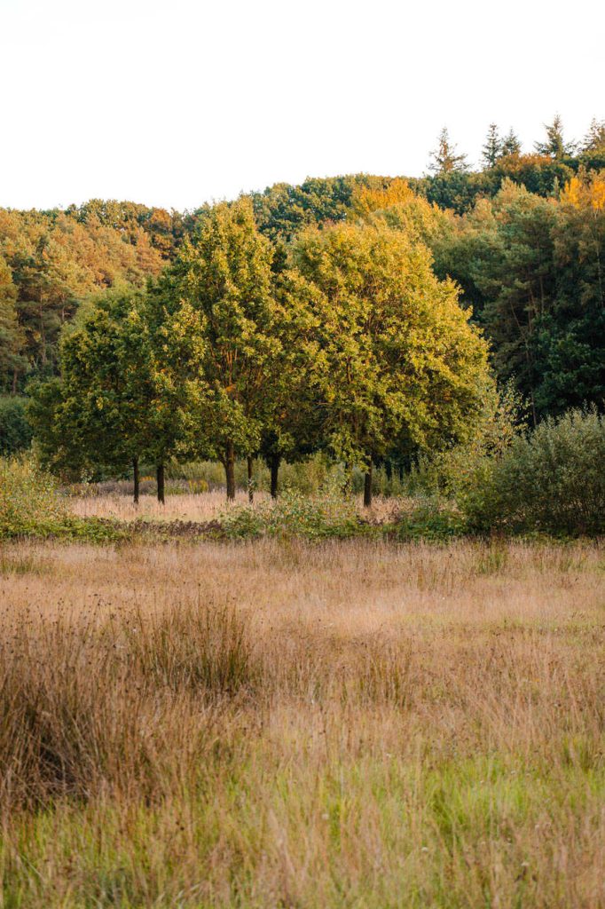 Wanderung im Kwintelooijen