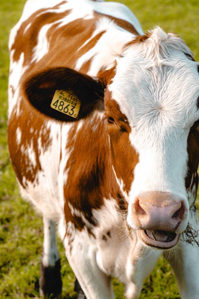 kuh bei der Texelse IJsboerderij Labora